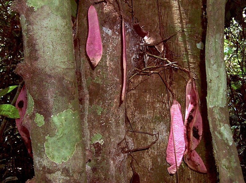 Saraca fruit Panang